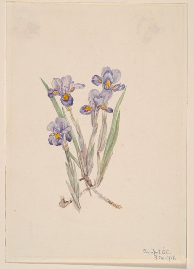 Forårsiris (Iris verna) af Mary Vaux Walcott