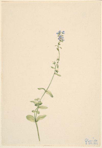Veronica serpyllifolia af Mary Vaux Walcott