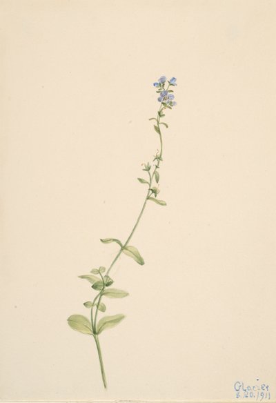Veronica serpyllifolia, 1911. af Mary Vaux Walcott