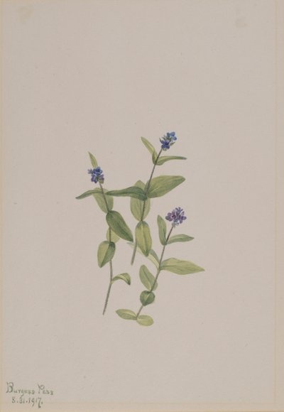 Veronica wormskjoldii af Mary Vaux Walcott