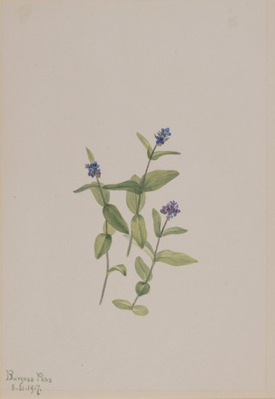 Veronica wormskjoldii, 1917. af Mary Vaux Walcott
