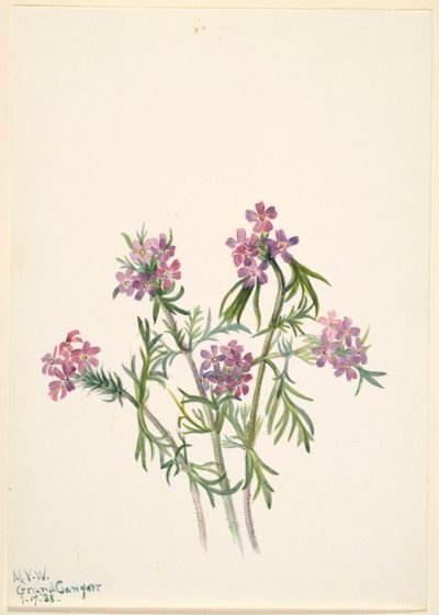 Jernurt (Verbena wrightii) af Mary Vaux Walcott
