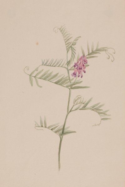 Vicia americana af Mary Vaux Walcott