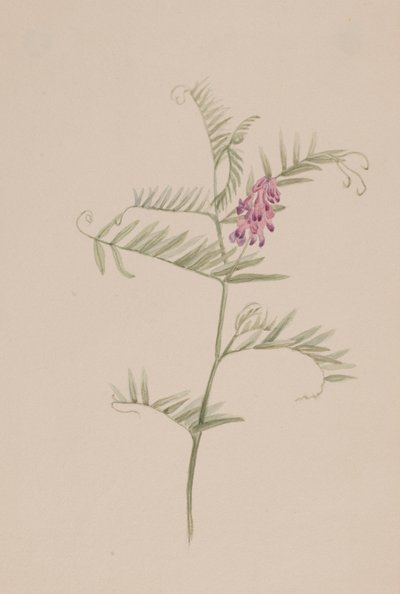 Amerikansk vikke, ca. 1917-1918. af Mary Vaux Walcott