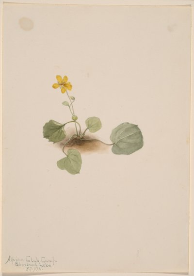 Viola orbiculata af Mary Vaux Walcott