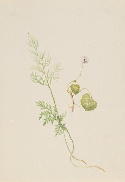 Viola palustris, ca. 1917-1918. af Mary Vaux Walcott
