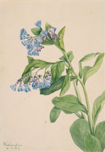 Virginia Bluebells Mertensia virginica, 1919. af Mary Vaux Walcott