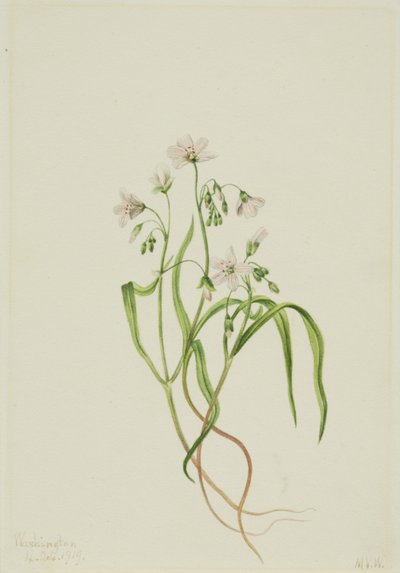 Virginia forårsskønhed (Claytonia virginica) af Mary Vaux Walcott