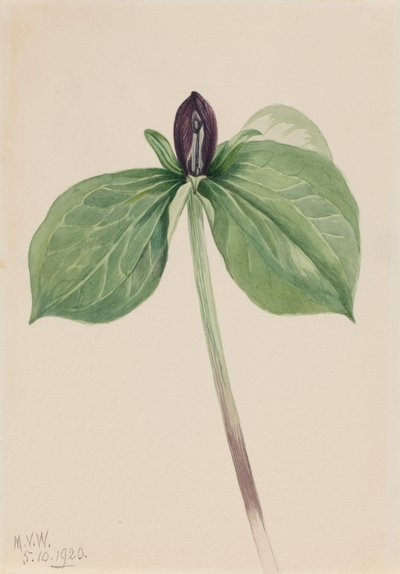 Vagtel (Trillium sessile) af Mary Vaux Walcott