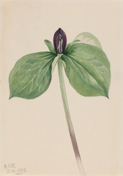 Wake-Robin Trillium fastsiddende, 1920. af Mary Vaux Walcott