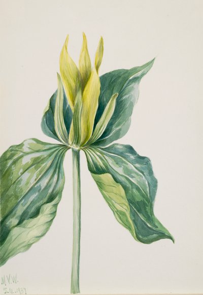 Wake-Robin Trillium underwoodii, 1937. af Mary Vaux Walcott