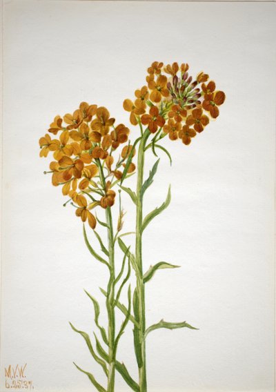 Vægblomst Erysimum wheeleri, 1937. af Mary Vaux Walcott