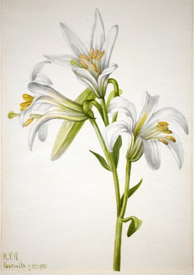 Washington Lily Lilium washingtonianum, 1933. af Mary Vaux Walcott