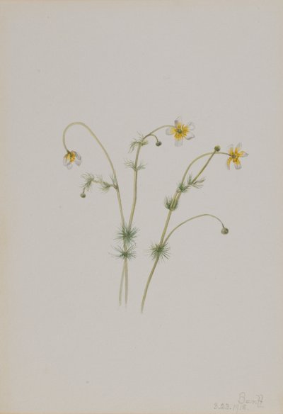 Vandskræppe (Batrachium trichophyllum) af Mary Vaux Walcott