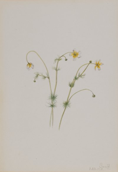 Vandkragefod Batrachium trichophyllum, 1918. af Mary Vaux Walcott
