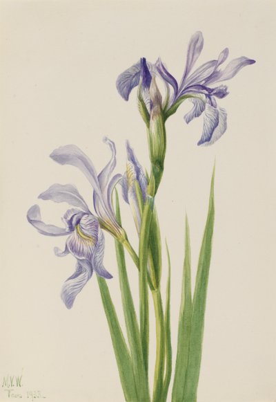 Vestlig blåflag (Iris missouriensis) af Mary Vaux Walcott