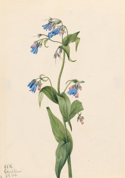 Vestlig blåklokke (Mertensia paniculata) af Mary Vaux Walcott
