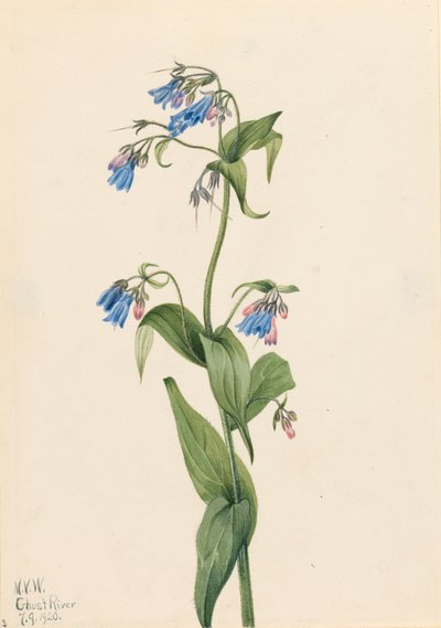 Western Bluebells Mertensia paniculata, 1920. af Mary Vaux Walcott