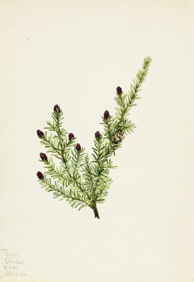 Vestlig hemlock (Tsuga heterophylla) af Mary Vaux Walcott