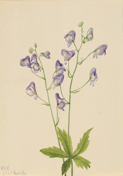 Vestlig munkeurt (Aconitum columbianum) af Mary Vaux Walcott