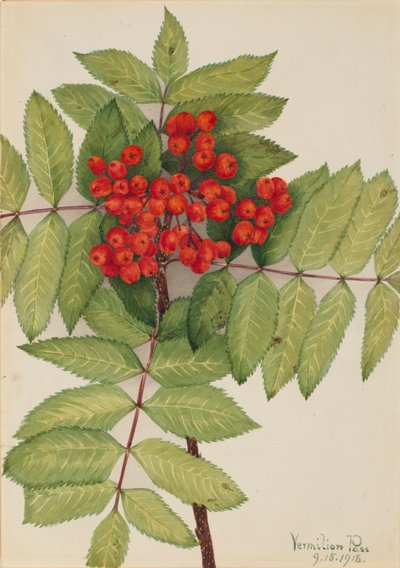 Western Mountain Ash Sorbus sambucifolia, 1918. af Mary Vaux Walcott