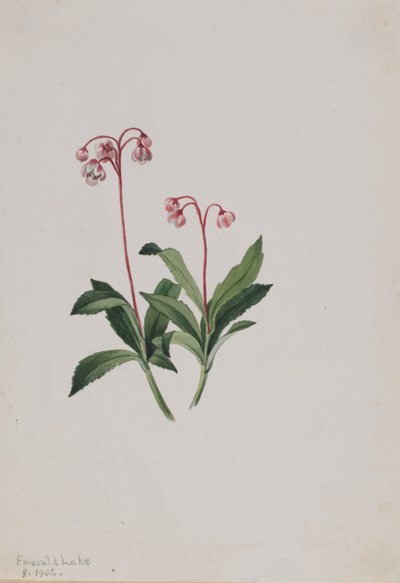 Vestlig pipsissewa (Chimaphila umbellata) af Mary Vaux Walcott