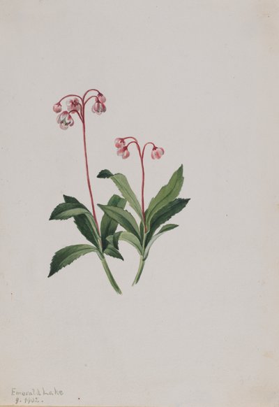 Western pipsissewa Chimaphila umbellata, 1902. af Mary Vaux Walcott