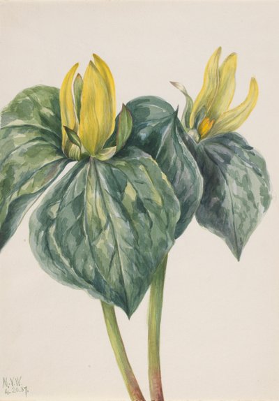 Trillium hugeri-blomst (Whippoorwill Flower) af Mary Vaux Walcott