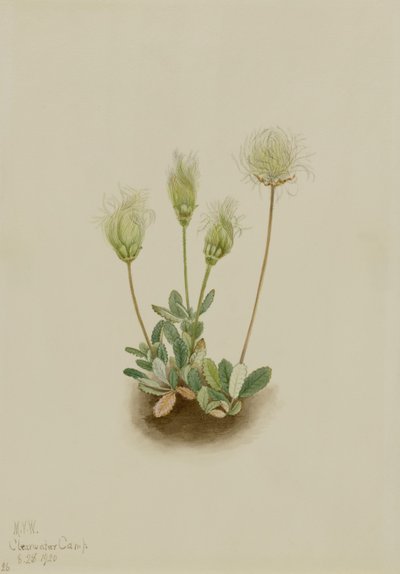 Hvid dryade (Dryas octopetala) af Mary Vaux Walcott