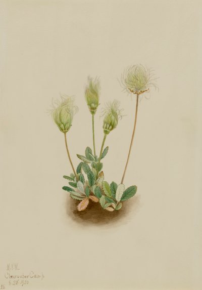 Hvid Dryad Dryas octopetala, 1920. af Mary Vaux Walcott