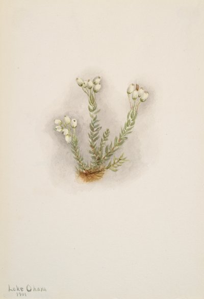 Hvid lyng Phyllodoce grandiflora, 1901. af Mary Vaux Walcott