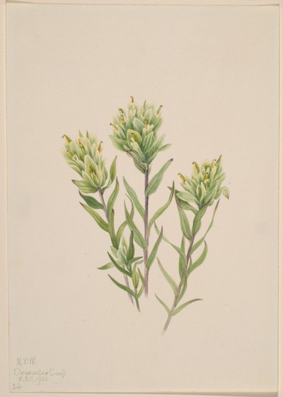 Hvid indisk pensel (Castilleja occidentalis) af Mary Vaux Walcott