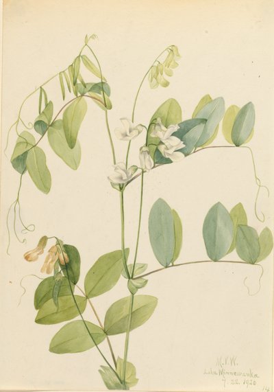 Hvid ært Lathyrus ochroleucus, 1920. af Mary Vaux Walcott