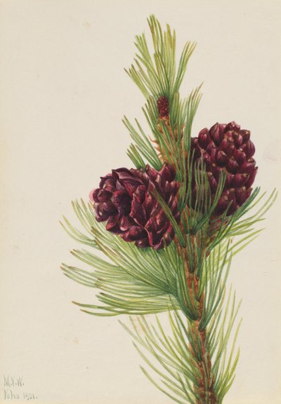 Hvidbarket fyr (Pinus albicaulis) af Mary Vaux Walcott