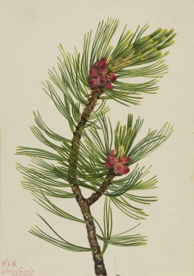 Hvidbarkefyr Pinus albicaulis, 1924. af Mary Vaux Walcott