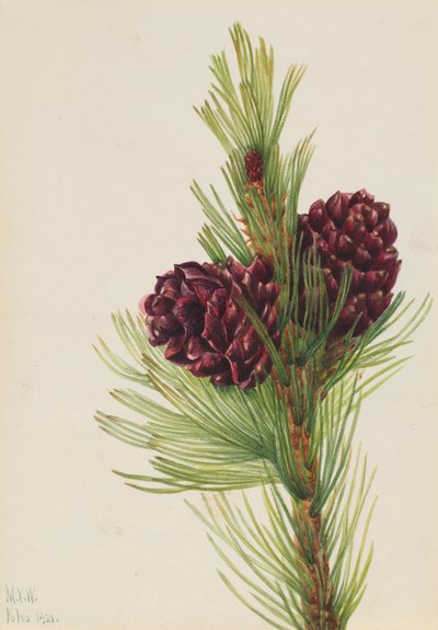 Hvidbarkefyr Pinus albicaulis, 1931. af Mary Vaux Walcott