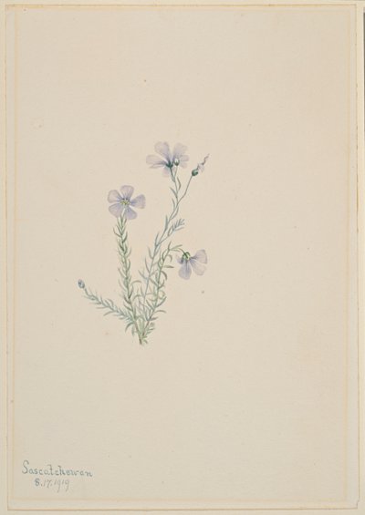 Vild hør (Linum lewisii) af Mary Vaux Walcott