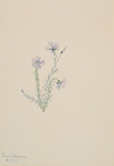 Vild hør Linum Lewis, 1919. af Mary Vaux Walcott