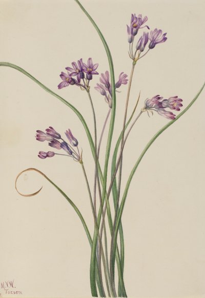 Vild hyacint (Brodiaea pulchella) af Mary Vaux Walcott