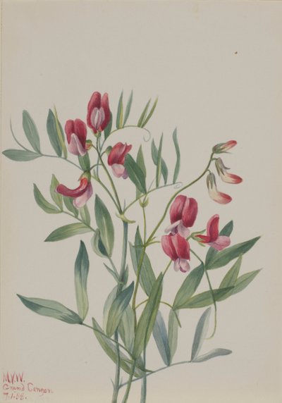 Vildært Lathyrus decaphyllus, 1938. af Mary Vaux Walcott