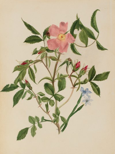 Vildrose og blåøjet græs (Rosa-arter og Sisyrinchium-arter) af Mary Vaux Walcott