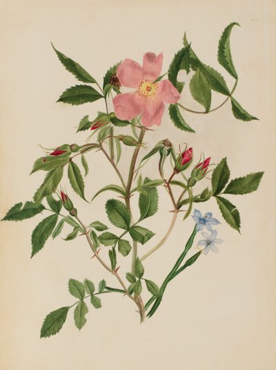 Wild Rose og Blue-eyed Grass Rosa arter og Sisyrinchium arter, n.d. af Mary Vaux Walcott