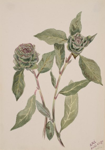 Pil Salix, 1900. af Mary Vaux Walcott