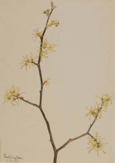 Heksehassel Hamamelis virginiana, 1917. af Mary Vaux Walcott