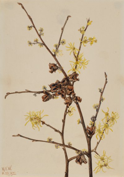 Witch Hazel Hamamelis virginiana, 1922. af Mary Vaux Walcott