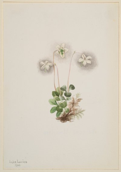 Skovnymfe (Moneses uniflora) af Mary Vaux Walcott