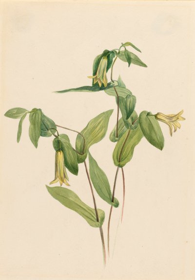 Wood Merrybells Uvularia perfoliata, n.d. af Mary Vaux Walcott
