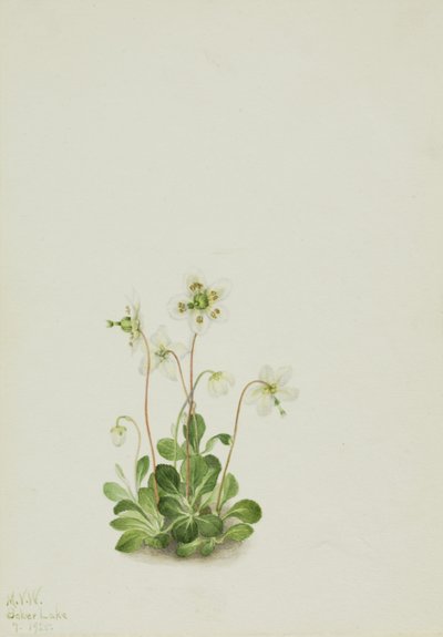 Skovnymfe (Moneses uniflora) af Mary Vaux Walcott