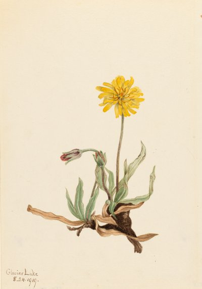 Ulden Agoseris Agoseris villosa, 1919. af Mary Vaux Walcott