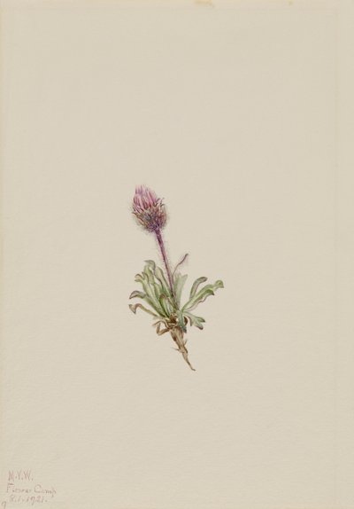 Ulden loppebane Erigeron lanatus, 1921. af Mary Vaux Walcott